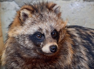 The raccoon dog looks carefully ahead