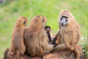 Family Baboon