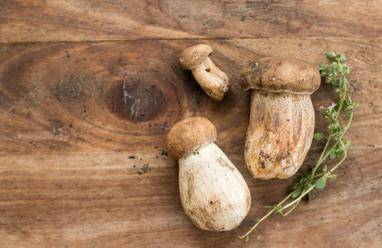 Fresh porcini mushrooms
