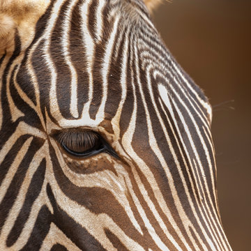 Zebra's Eye