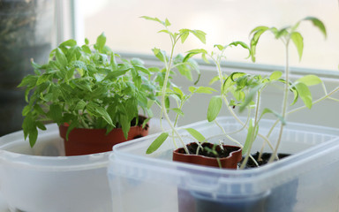 tomato seedlings in a plastic pot.