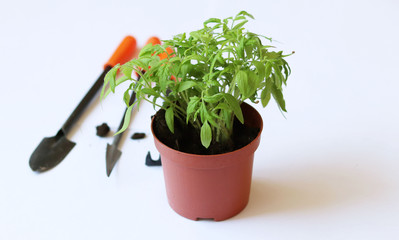 seedlings tomato at home in a plastic pot and small garden tools.