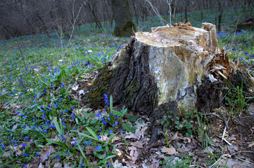 Tree stump and flowers in spring forest