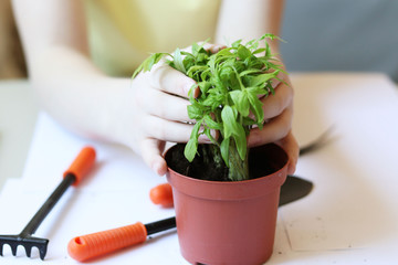 seedlings tomato at home. child's hands with small garden tools.