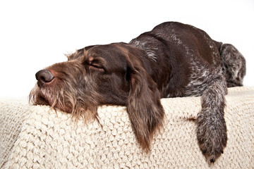 Dog German Wirehaired Pointer sleeping on soft rug isolated on white