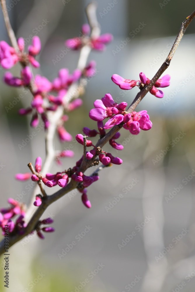 Sticker chinese redbud (cercis chinensis) / legume deciduous shrub