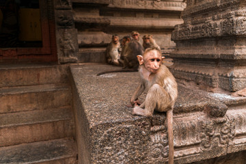 Monkey at ancient Virupaksha Temple complex