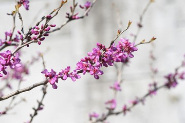 Chinese redbud (Cercis chinensis) / Legume deciduous shrub