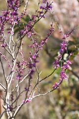 Chinese redbud (Cercis chinensis) / Legume deciduous shrub