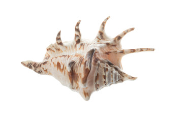 Seashell with brown patterns, isolated on white background