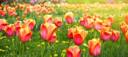 Obraz premium Red and yellow bright tulips field. Colorful panoramic flowers banner.