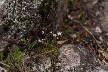 kwiaty wiosenne © kolorowekadry