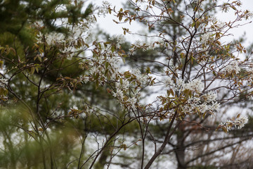 kwiaty wiosenne © kolorowekadry