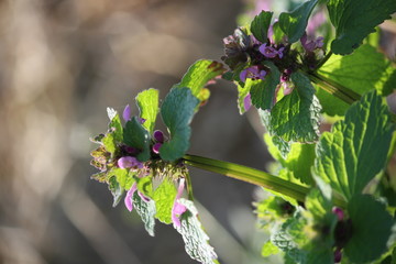 Purple dead-nettle blossom in spring