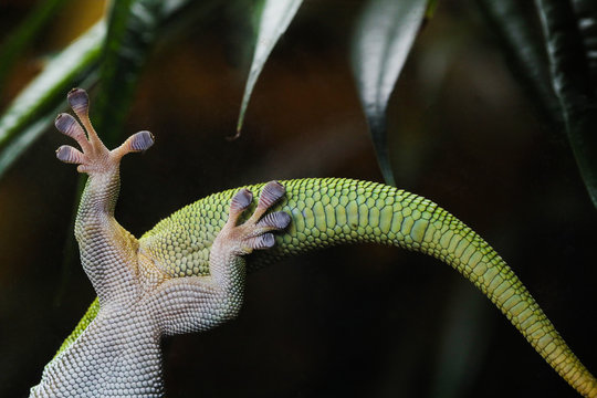 Close up of legs and tail of gecko on glass