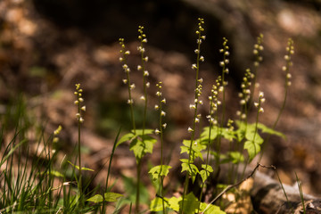 kwiat © kolorowekadry