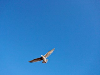 Fliegende Möwe