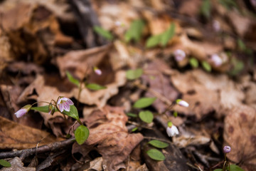 kwiat © kolorowekadry