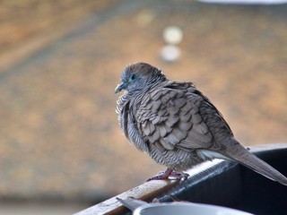 kleine graue Taube auf Reling