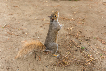 wiewiórka © kolorowekadry