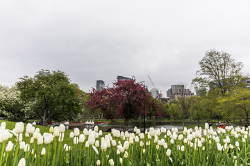 tulipany
