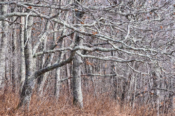 Lichen Covered Forest as If Existing in a Fantasy World