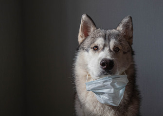 Dog wearing a mask of air pollution to protect against dust. Siberian husky wearing a health mask sit on a dark background