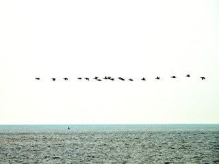 Wildgänse ziehen nach Süden