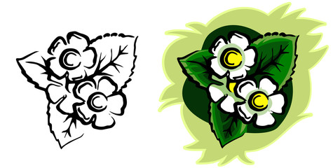 Obraz premium Beautiful white flower. Isolated vector. Two set options: monochrome black and white sketch and full-color illustration. Herbaceous plant. View from above. White background. Decorative element.