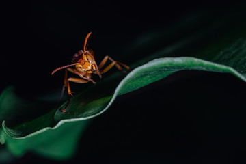 hornet on leaf