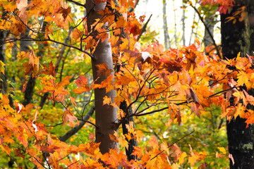 Naklejka na ściany i meble Stunning Colors of Autumn Hidden Deep in the Green Forest