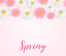 Spring background with pink and white daisy flowers. Vector illustration.