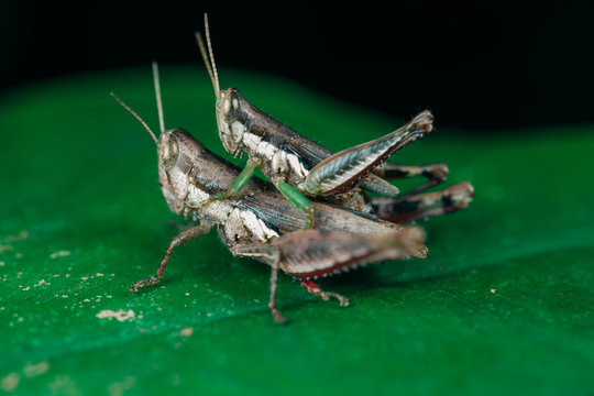 Locust Mating