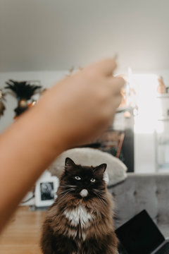 A disobedient cat who is cute but generally very annoying