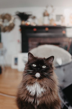 A disobedient cat who is cute but generally very annoying