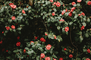 The detail of the pattern of the bush of camellia with red blossoms and dark green leaves in the...