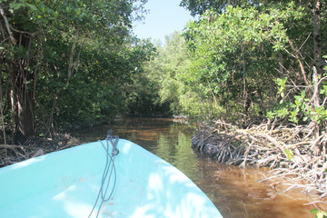 Manglar de agua rojiza en lancha