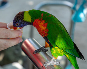 Colorful Lorikeet on the island of St. Thomas