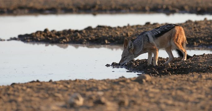 Beautiful wildlife scene from Africa with nice sun light. Jackal and evening sunlight. Black-Backed Jackal, Canis mesomelas mesomelas, portrait of animal with long ears, Tanzania, South Africa.
