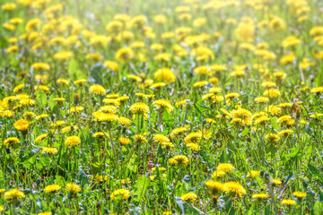 Obraz premium Field of yellow dandelions. Taraxacum officinale, the common dandelion