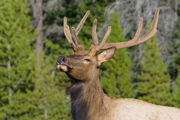Elk of The Colorado Rocky Mountains