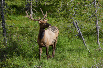 Elk of The Colorado Rocky Mountains