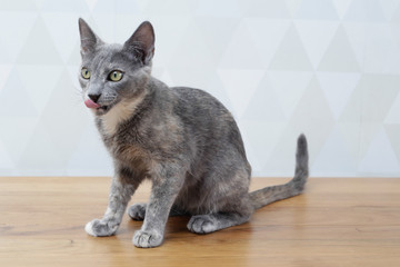 Grey cat smacking her lips tongue out 1