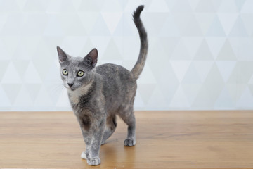 Gray cat paying attention with its tail raised