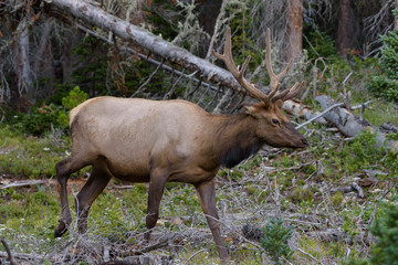 Elk of The Colorado Rocky Mountains