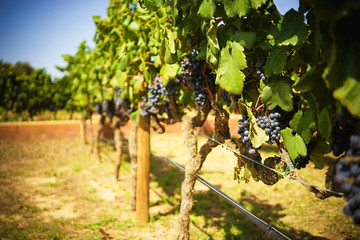 vineyards in summer