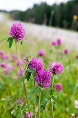 Red clover bloom on the side of the road
