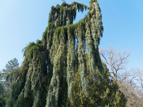 Sequoiadendron giganteum 'Pendulum' | S&eacute;quoia g&eacute;ant pleureur, un conif&egrave;re &eacute;lanc&eacute; de forme graphique et originale, au feuillage retombant vert bleut&eacute;, filiforme, &eacute;l&eacute;gant, &eacute;corce cannel&eacute;e brun-rouge&acirc;tre