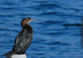 Fototapeta na wymiar Crow at adria sea in croatia dalmatia