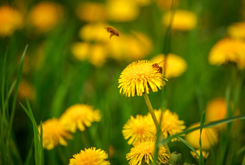 Colorful blooming wildflowers in spring meadow, beauty of nature